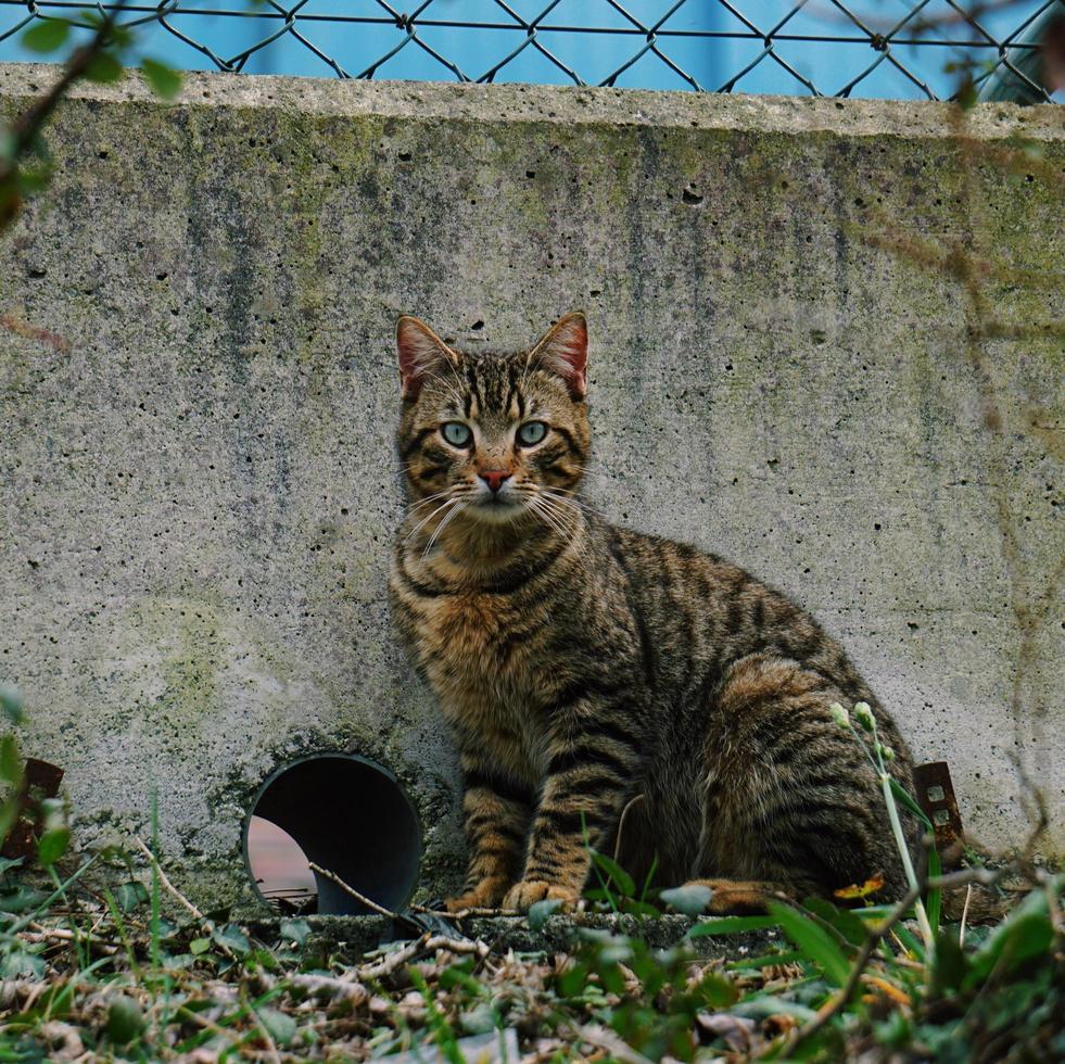 ein schönes streunendes Katzenporträt foto