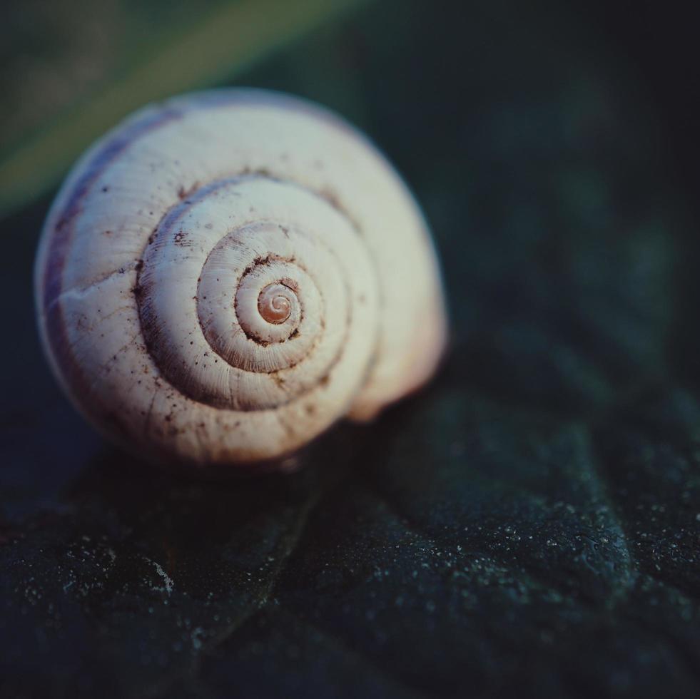 eine weiße Schnecke in der Natur foto