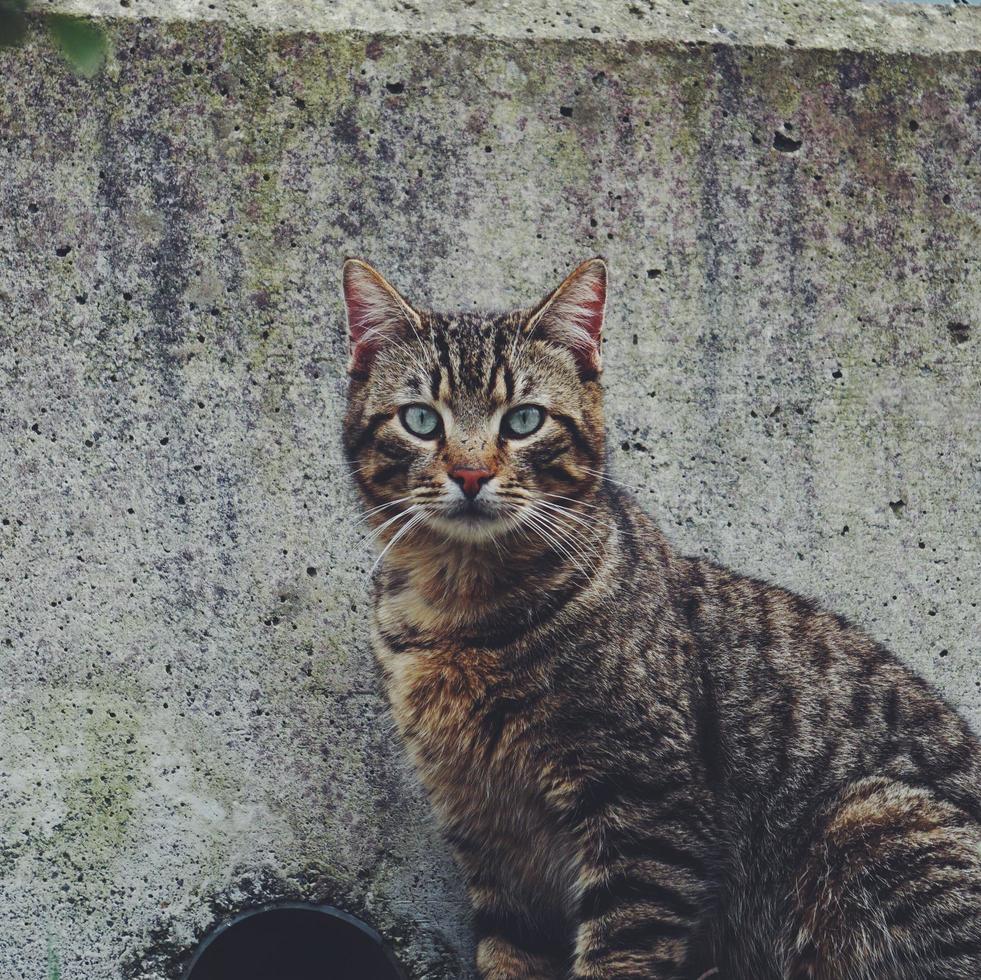 schönes streunendes Katzenporträt foto