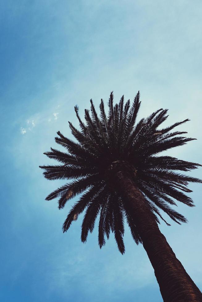 Palme und blauer Himmel foto