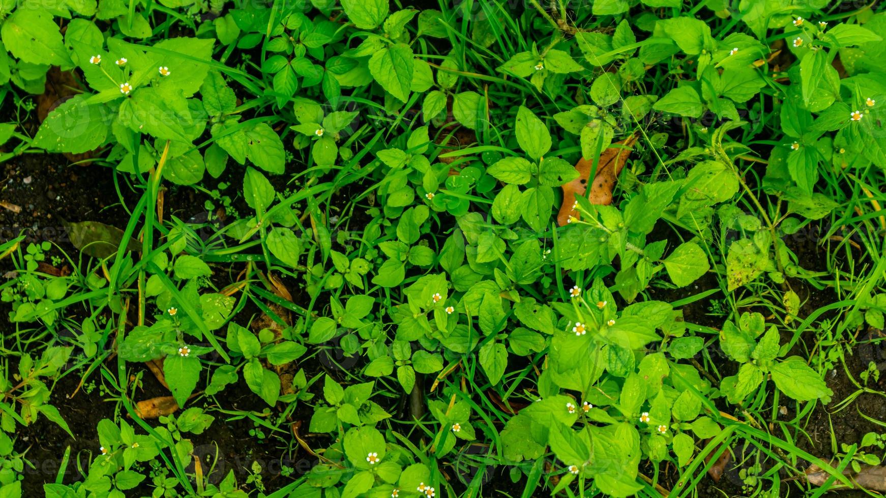 erstaunlich schöne grüne wildpflanzen foto