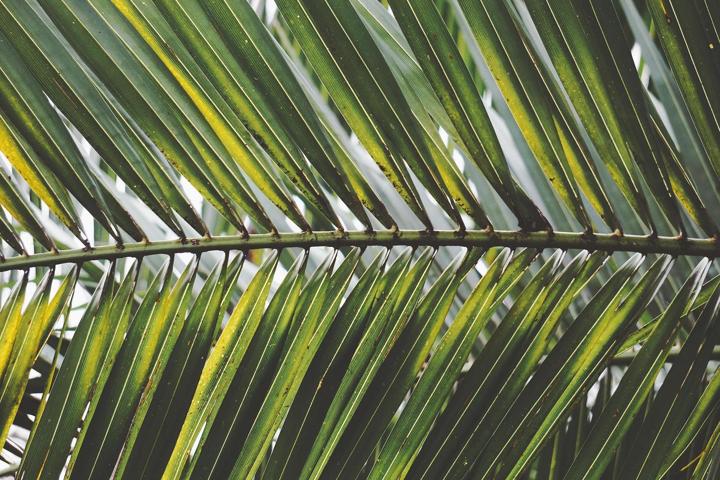 grüne Palmenblätter foto