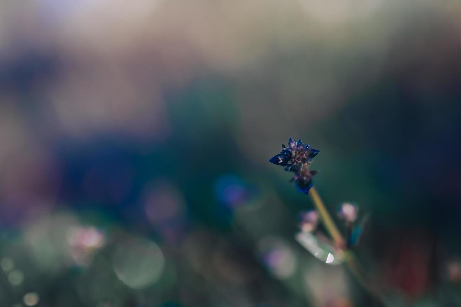 wilde Blumen in der Natur foto