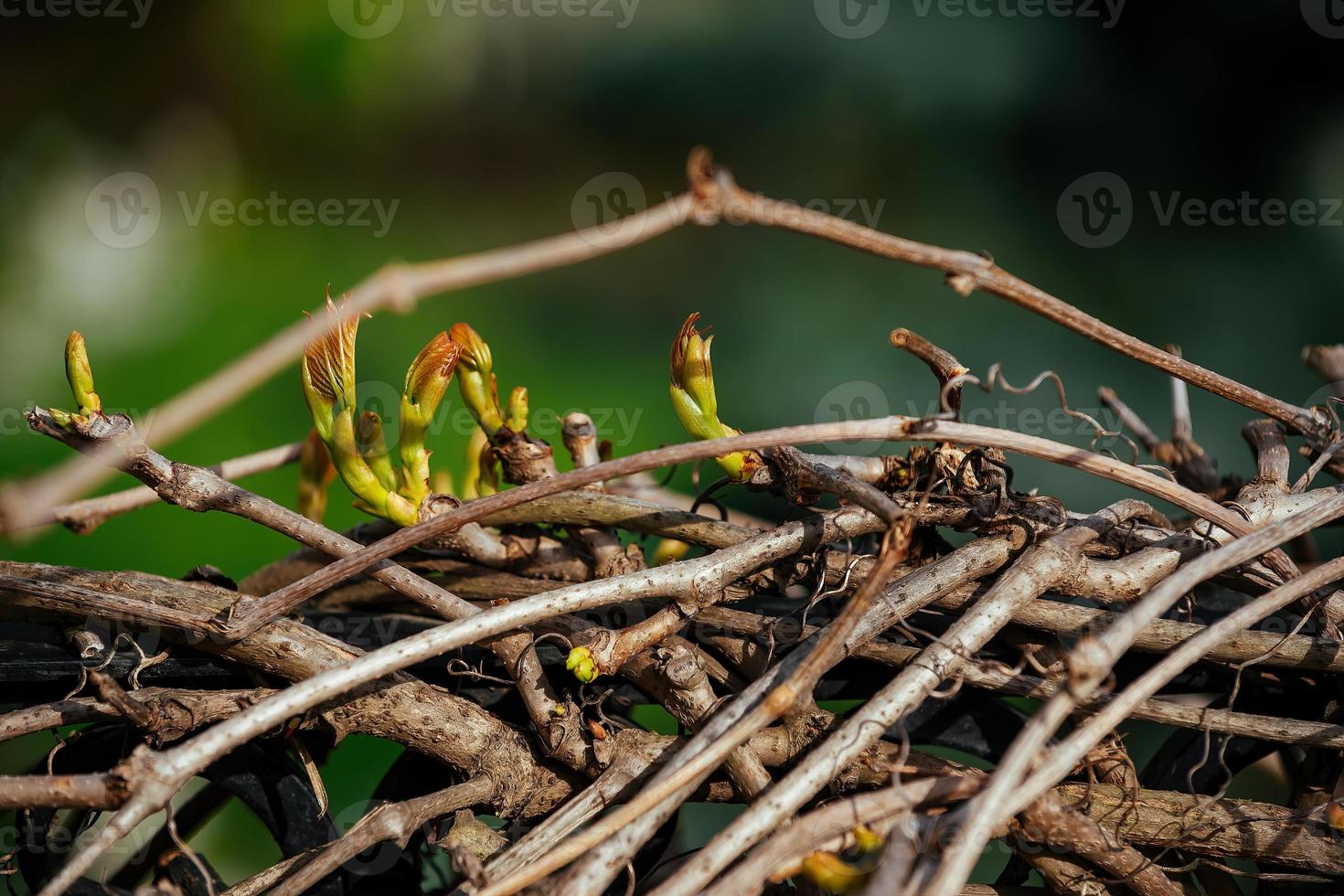 Natur erwacht im Frühling, das Ankunft von Frühling und das Grün schießt von ein Klettern Pflanze im das Garten foto