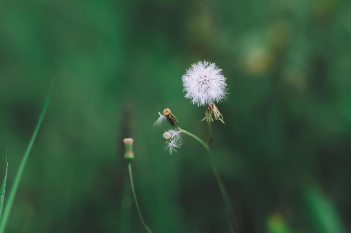 wilde Blumen in der Natur foto