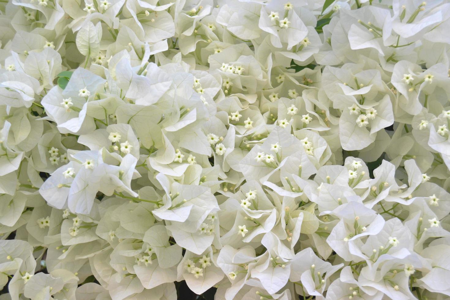 Strauß kleiner weißer Blüten von Bouganvillea foto