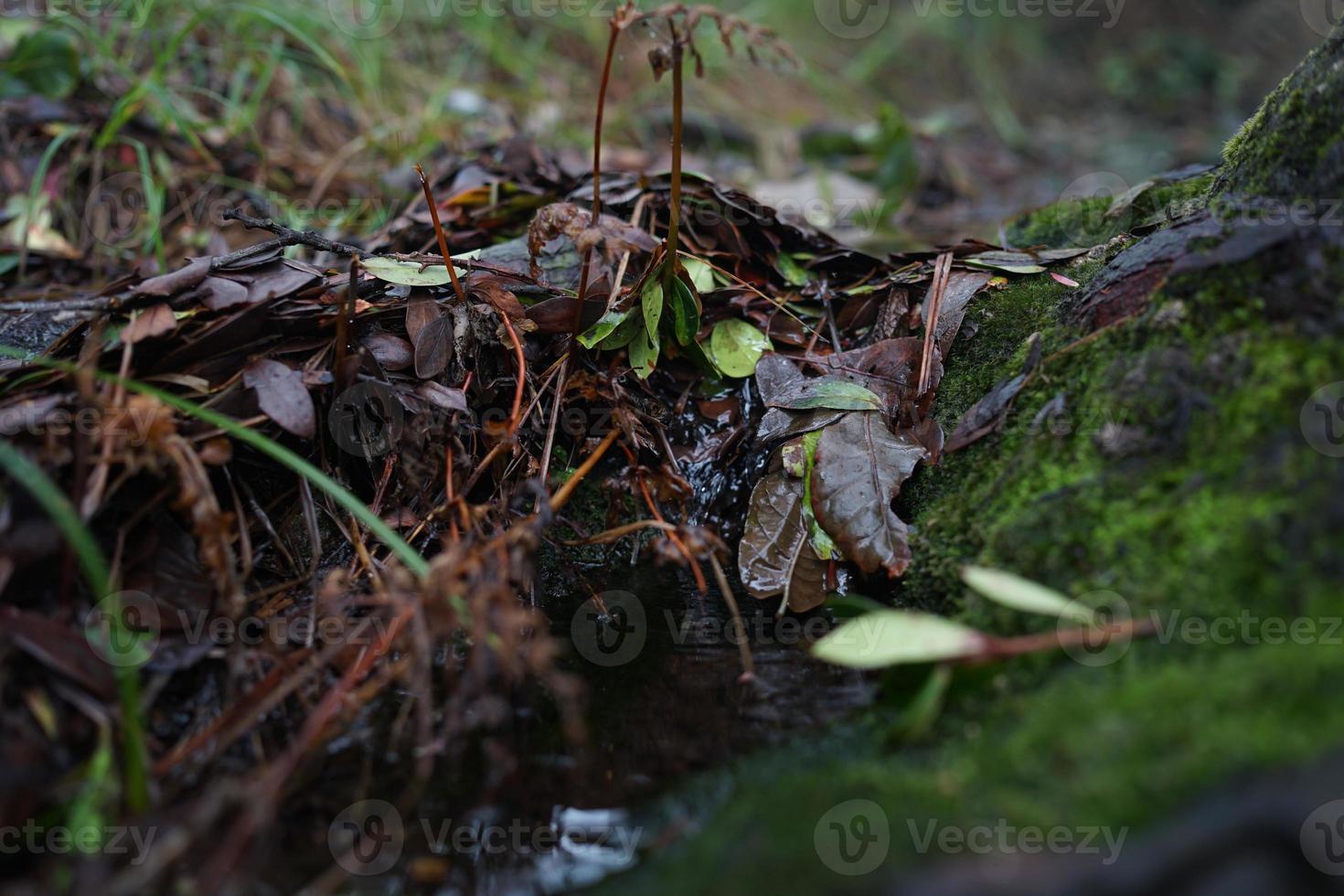 indonesisch tropisch Berg Wasser Fluss. foto