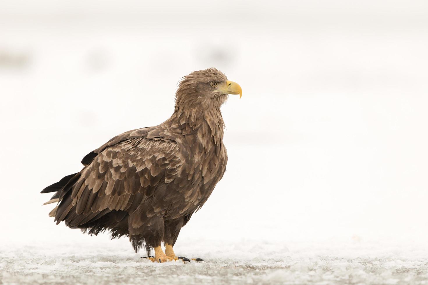 Seeadler im Winter foto