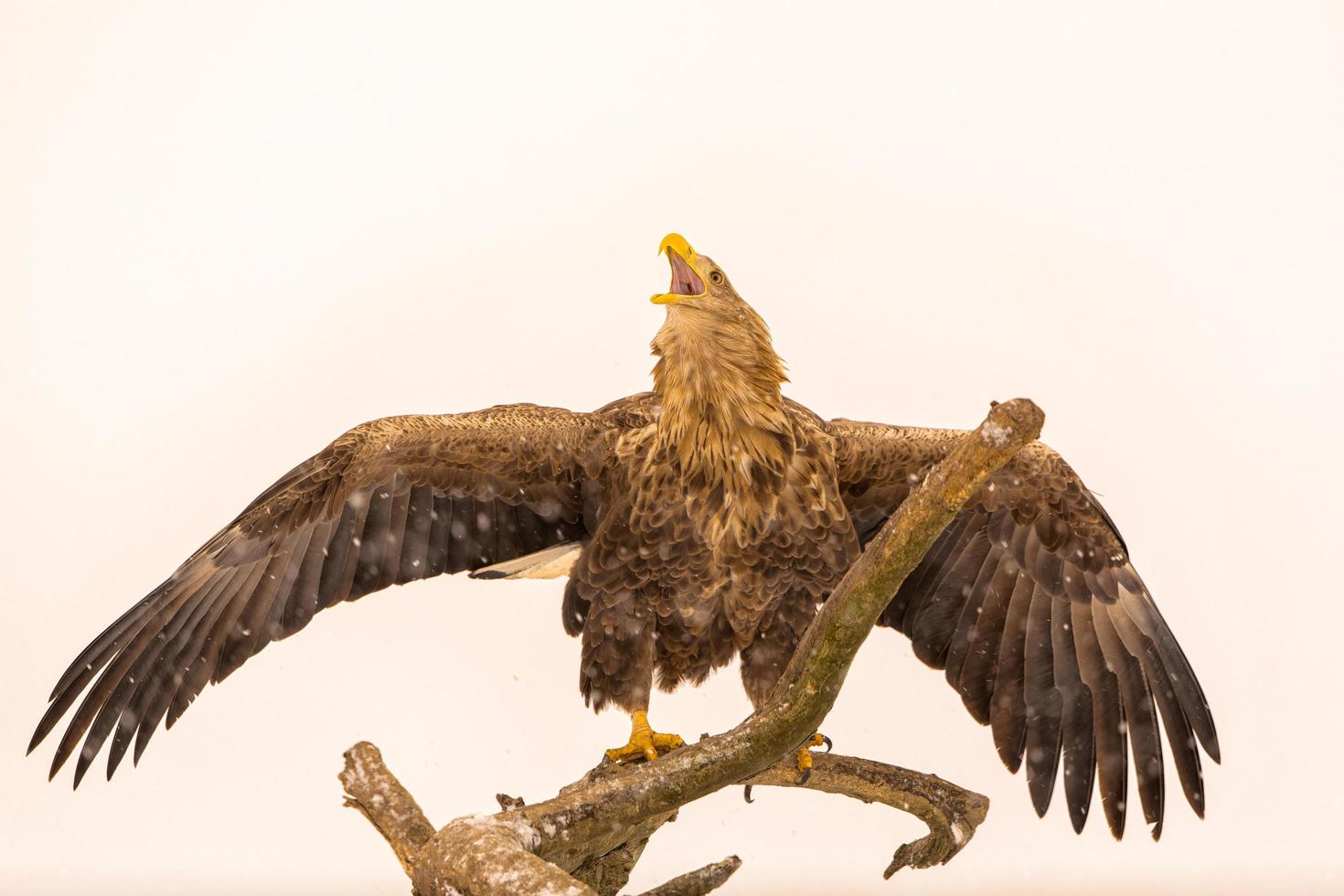 Weißschwanz-Eegle, der Flügel ausbreitet foto