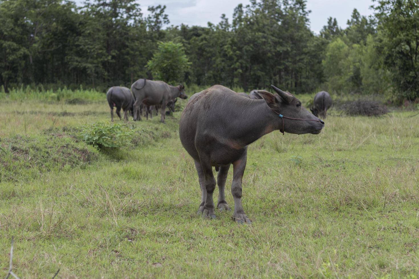 thailändischer Büffel auf dem Feld foto