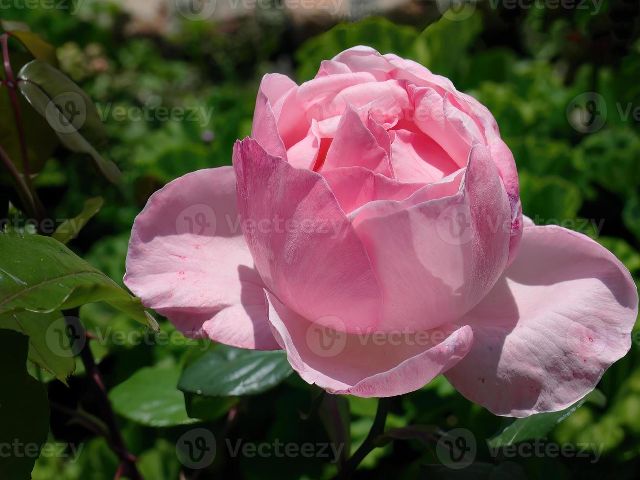 schließen oben ein Blühen blass Rosa Englisch rosa Königin Elisabeth, Grandiflora Rose, botanisch Garten mit verschwommen Grün Hintergrund foto