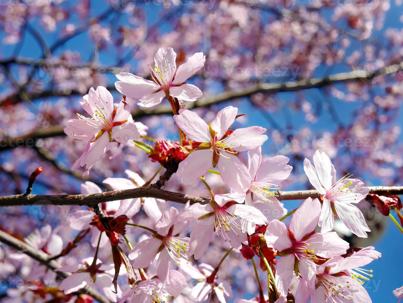 schließen oben Bündel von wild Himalaya Kirsche blühen Blumen, Riese Tiger Blumen, Rosa Sakura, Prunus Cerasoide, mit Blau Himmel Hintergrund, selektiv Fokus foto