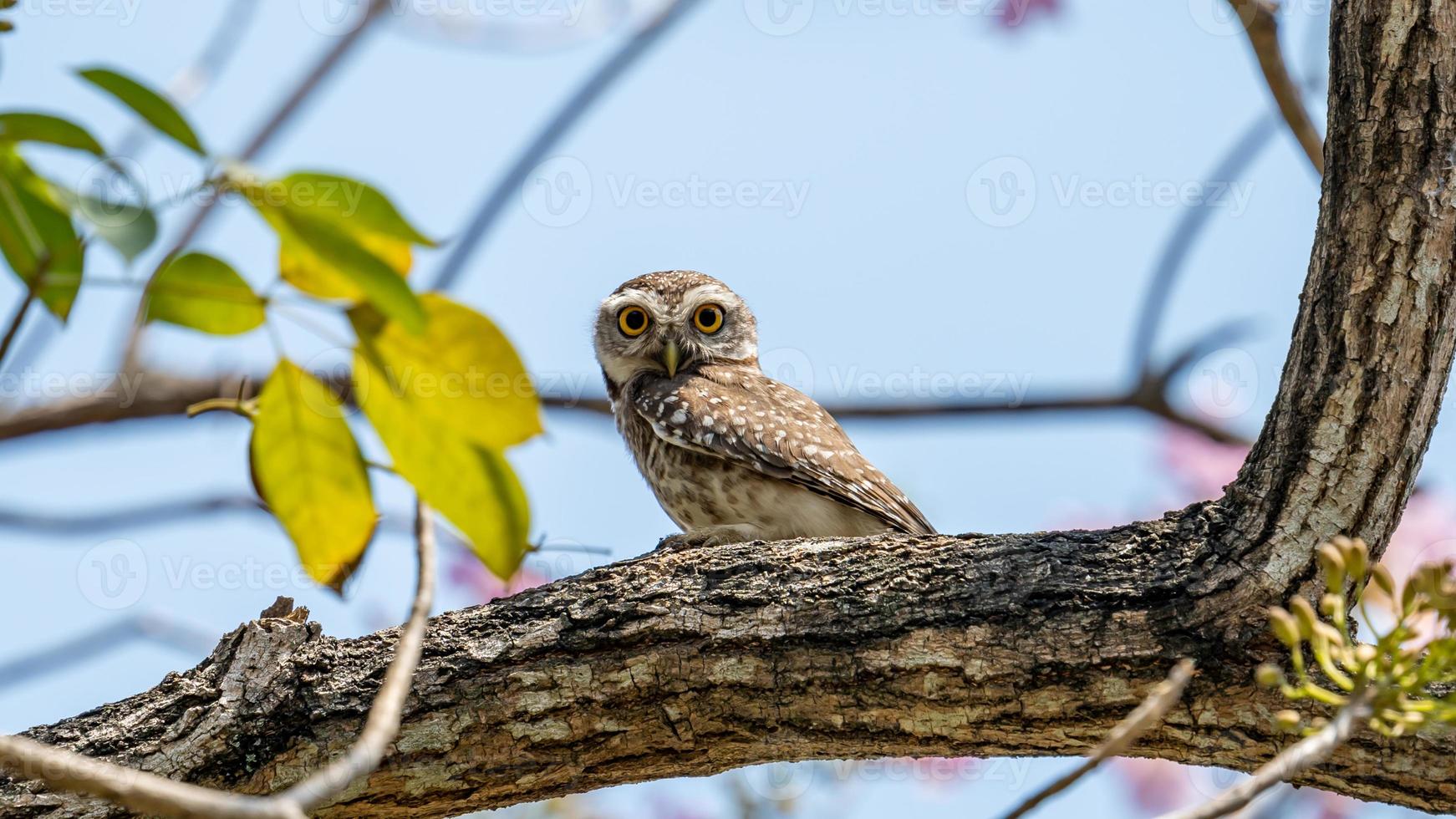 gefleckte Eule auf Baum thront foto