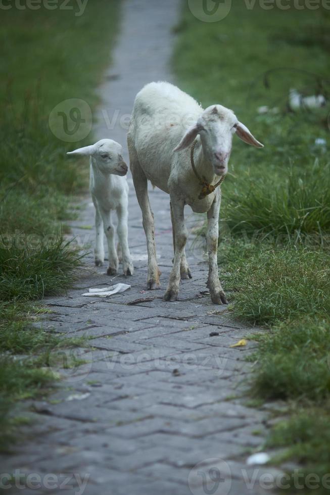 Weiß Ziegen Gehen ruhig auf gepflastert Straße im sonnig Winter Tag. Mutter Ziege nehmen Pflege von ihr jung. selektiv Fokus. foto