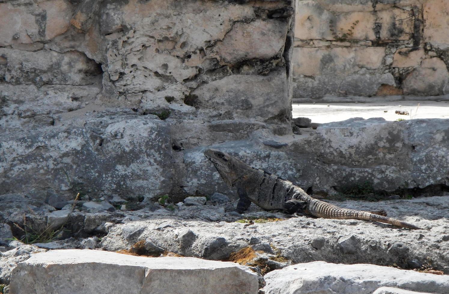 Leguan auf einigen Ruinen in Mexiko foto