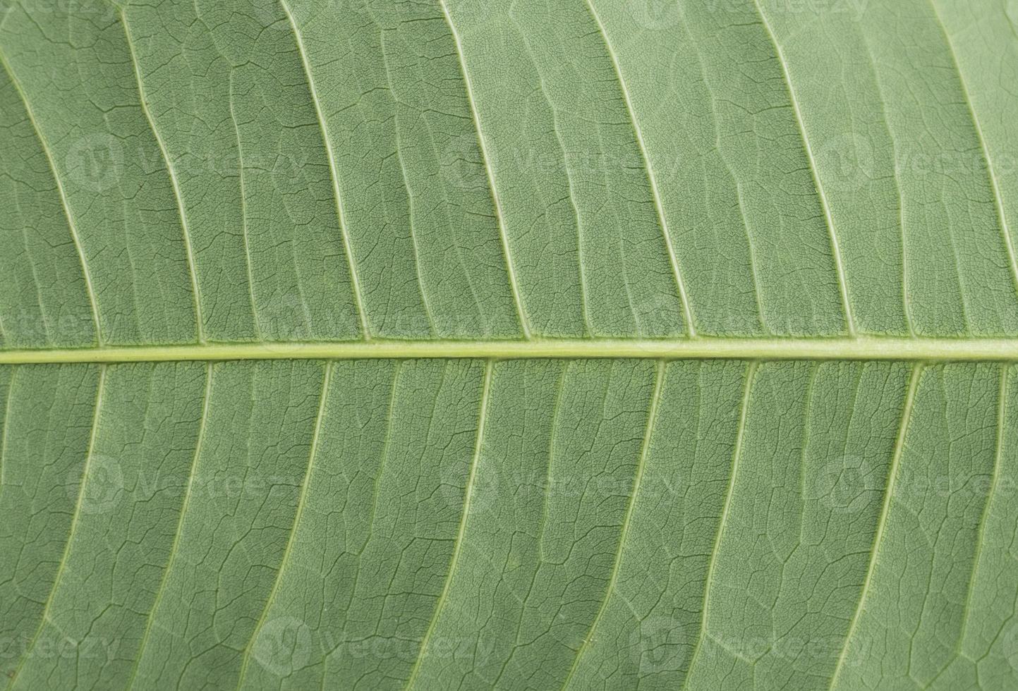 schließen oben Blatt Hintergrund foto