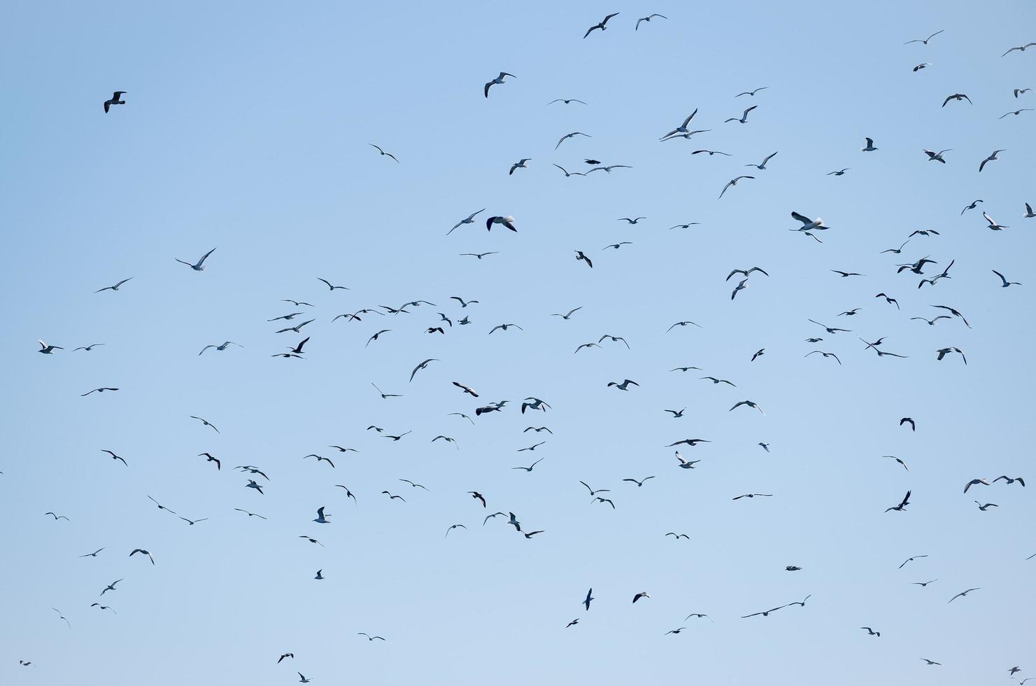 Silhouetten von Möwen, die in einem blauen Himmel fliegen foto