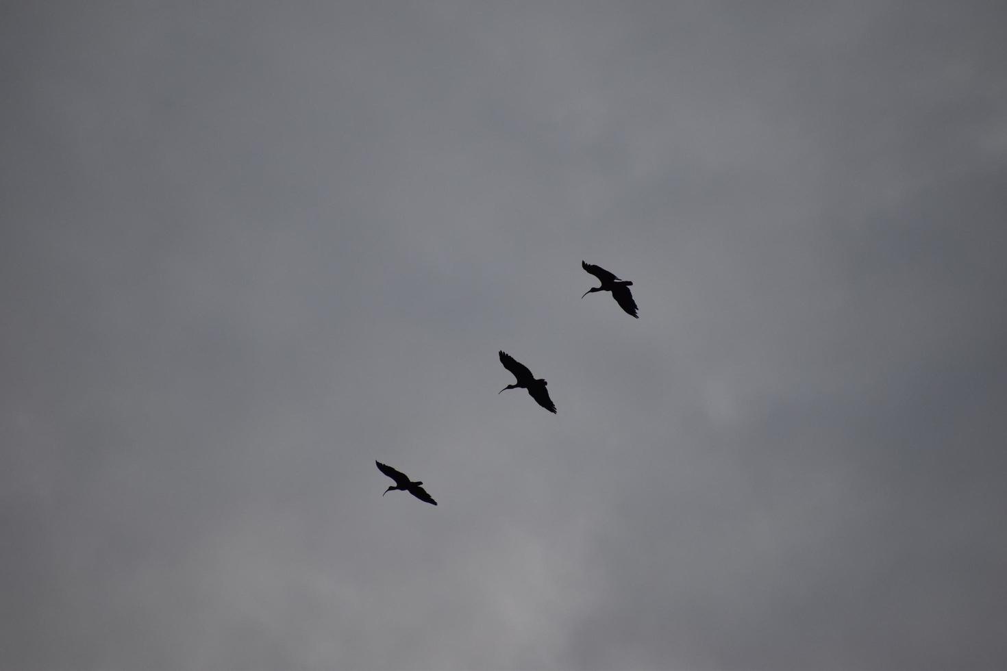 Silhouette der fliegenden Vögel mit einem bewölkten Himmel foto