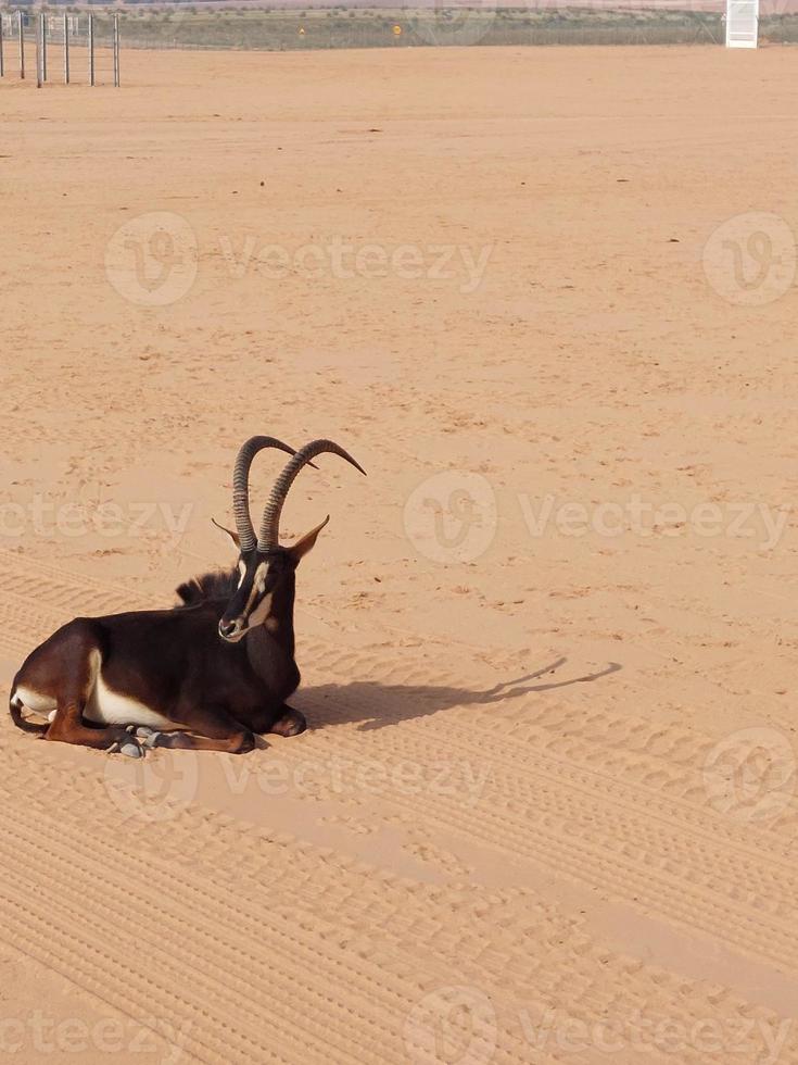 Gazellen im nofa Tierwelt Park Reservieren foto