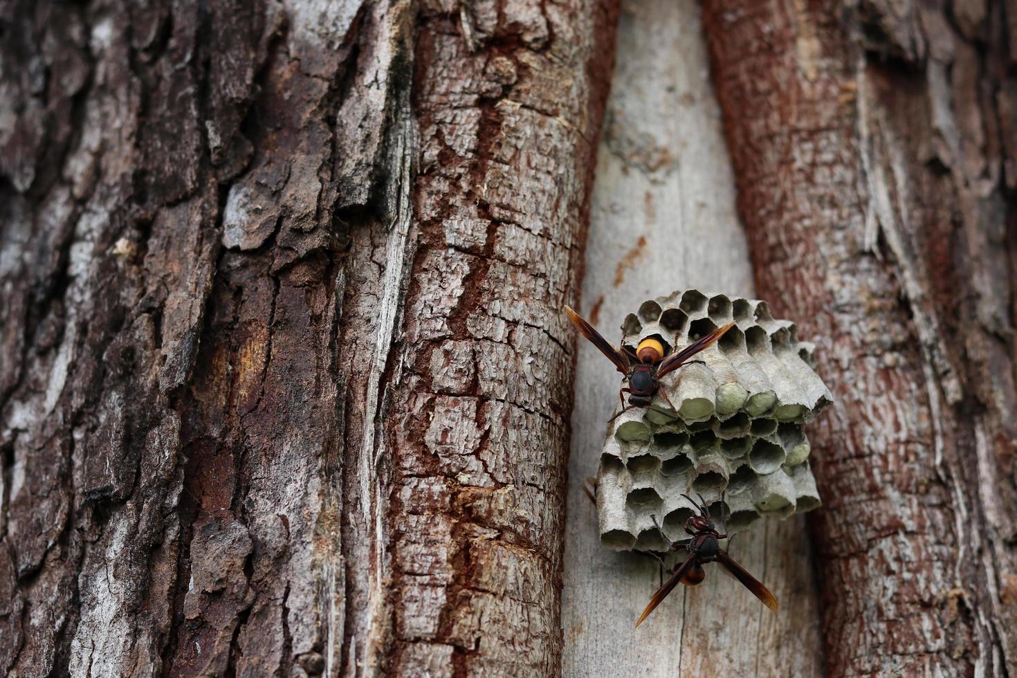 Nahaufnahme von Wespen, die ein Nest auf einem Baum schaffen foto