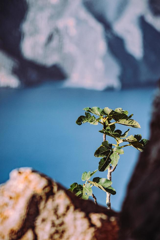 grüne Pflanze auf brauner Felsformation nahe blauem Meer während des Tages foto