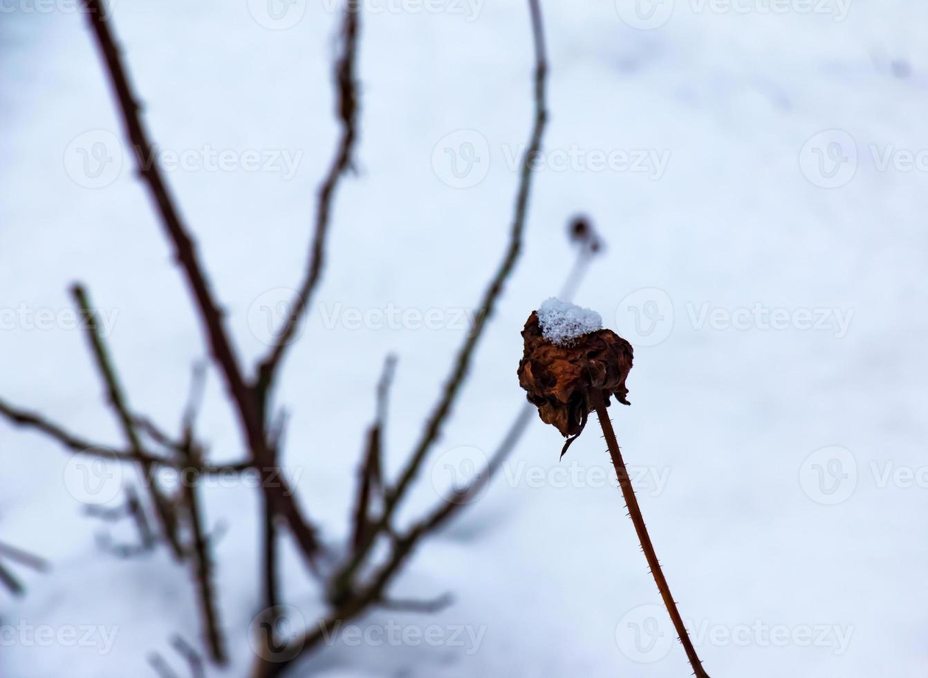 Schnee bedeckt rot Hagebutte Beeren auf ein Busch im Winter. wild Rose Hüften rosa acicularis. Winter Beeren. Natur Hintergrund. foto