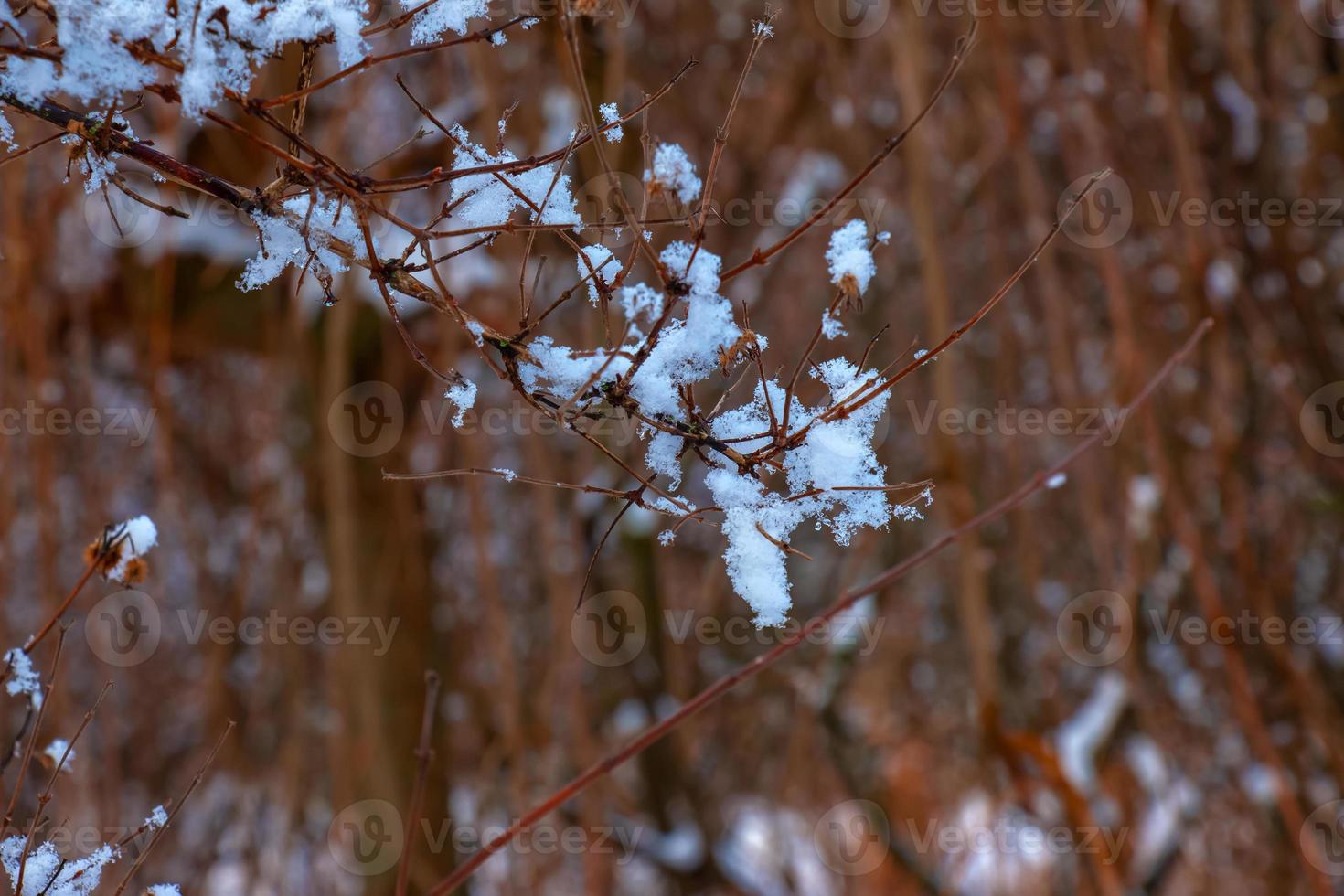 kolkwitzia amabilis ist ein Spezies von Pflanze im das Caprifoliaceae Familie. ein laubabwerfend Strauch bekannt gemeinsam wie Schönheit Busch im Winter, bedeckt im Schnee. foto