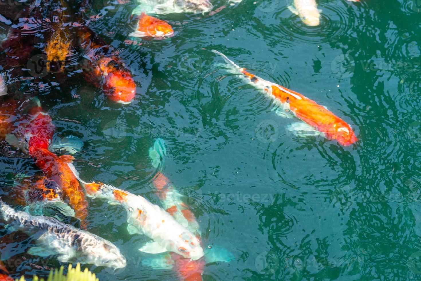 Koi Fisch im Teich beim utaradit, Thailand. foto