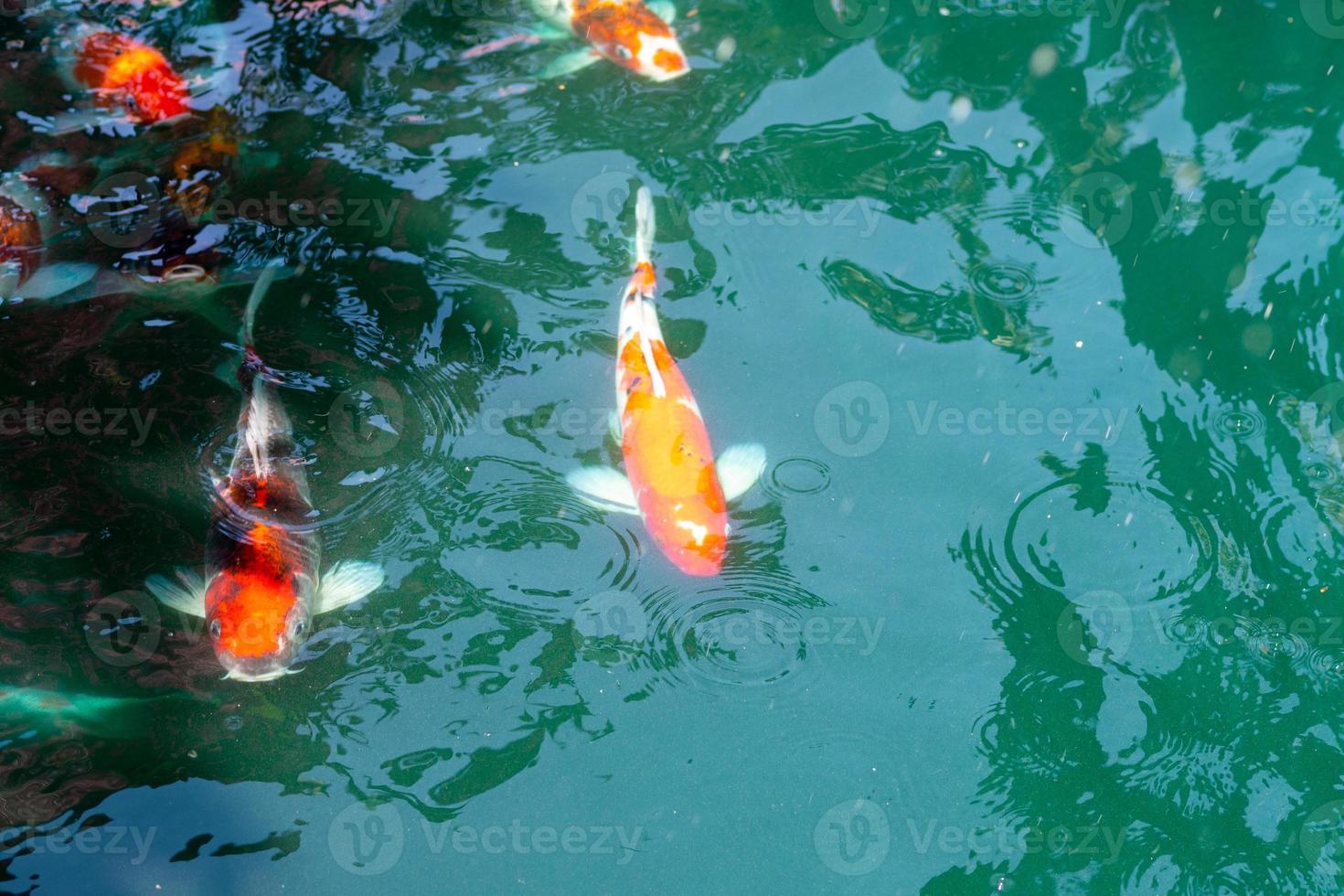 Koi Fisch im Teich beim utaradit, Thailand. foto