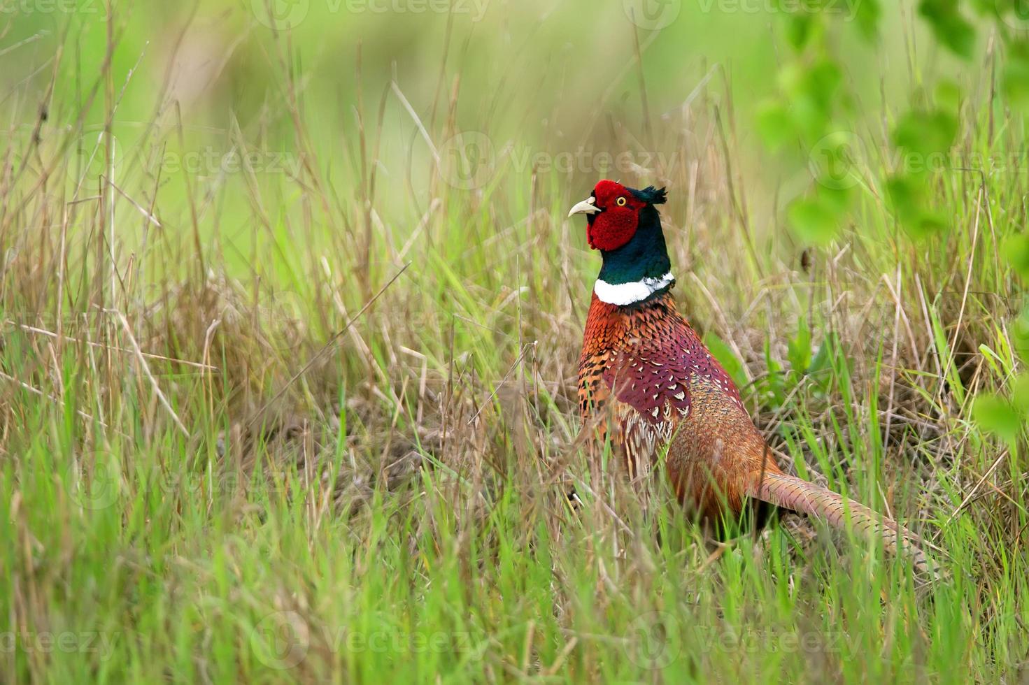 Fasan im das wild foto