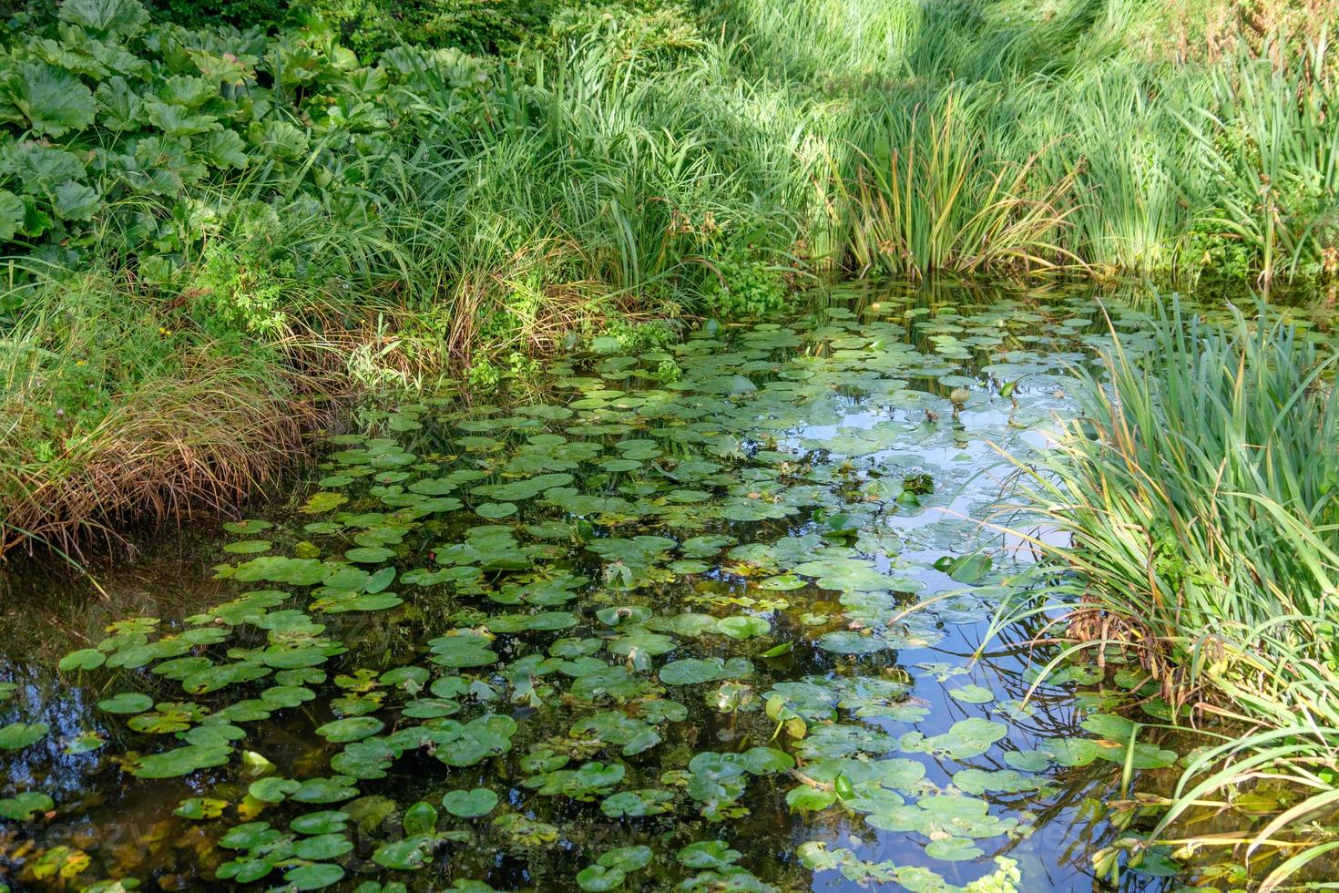 Sommerzeit im Garten foto