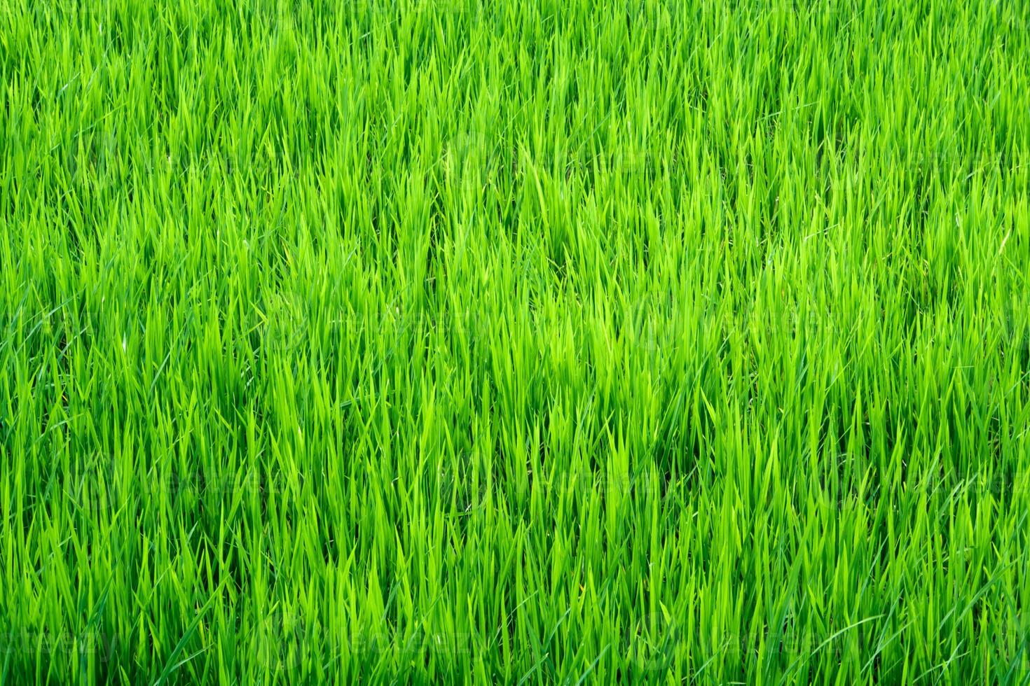 Reisfeldlandschaft in Thailand, grüner Hintergrund foto