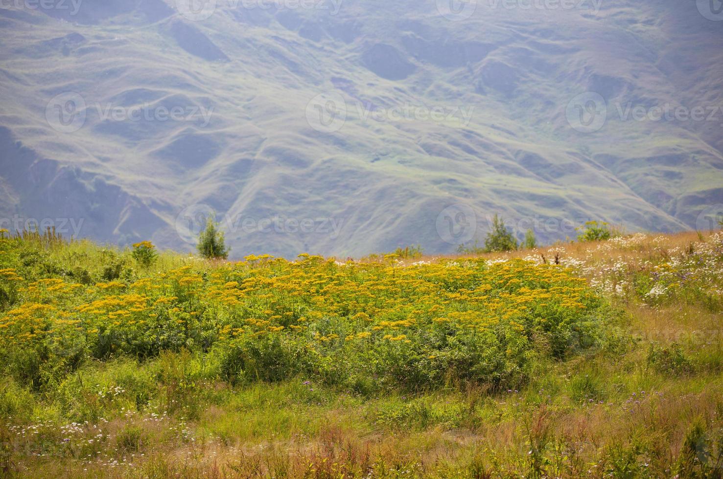 Wiese Gras und Blumen gegen ein verschwommen Berg Landschaft. foto