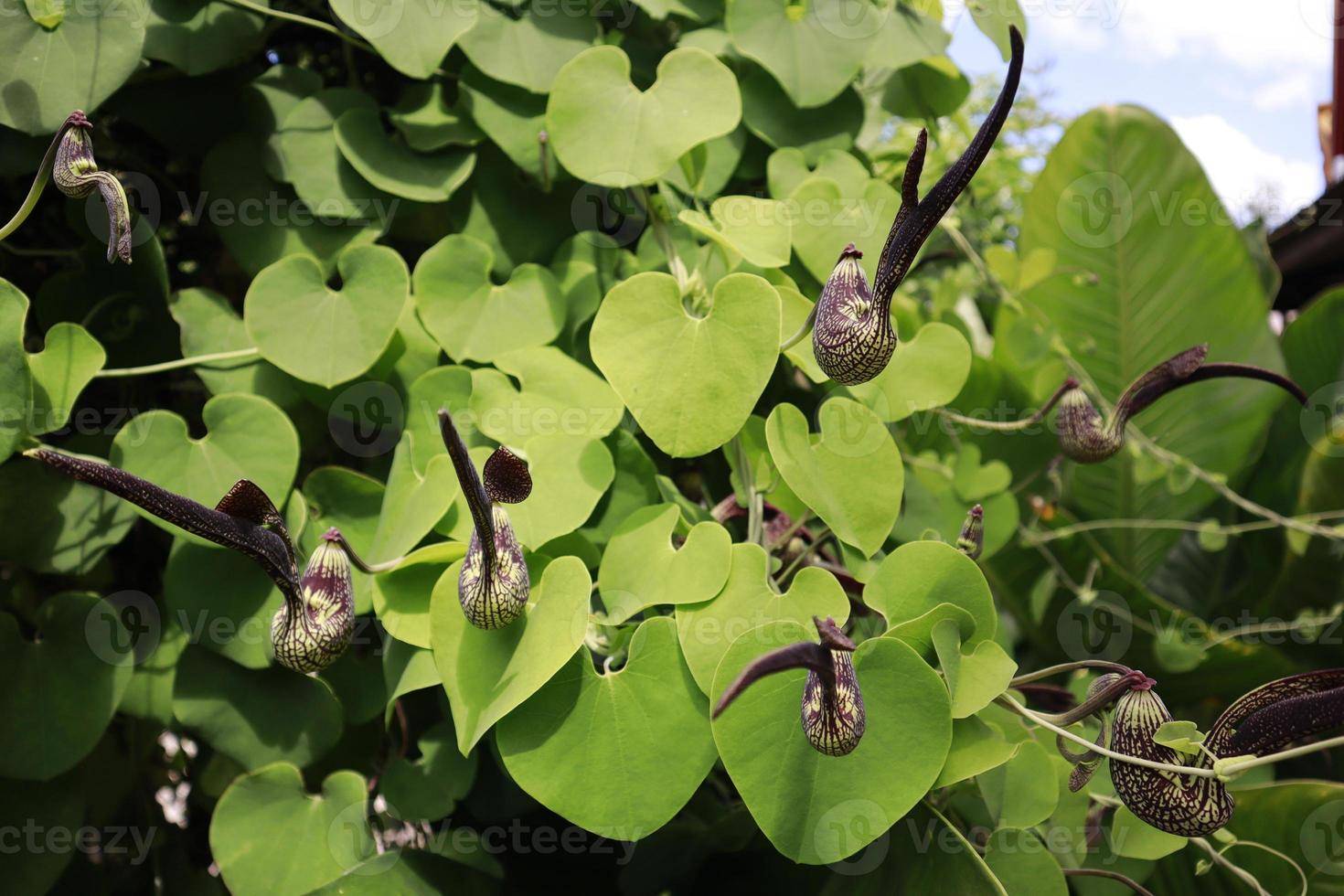 aristolochia Ringe häufig bekannt wie Holländer Rohr. foto