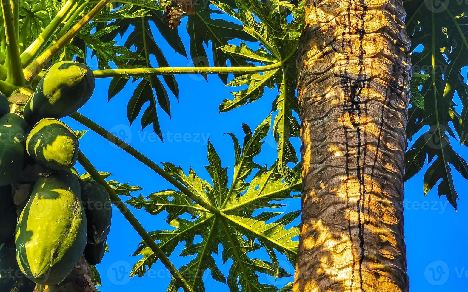 schöner papayabaum in tropischer natur in puerto escondido mexiko. foto