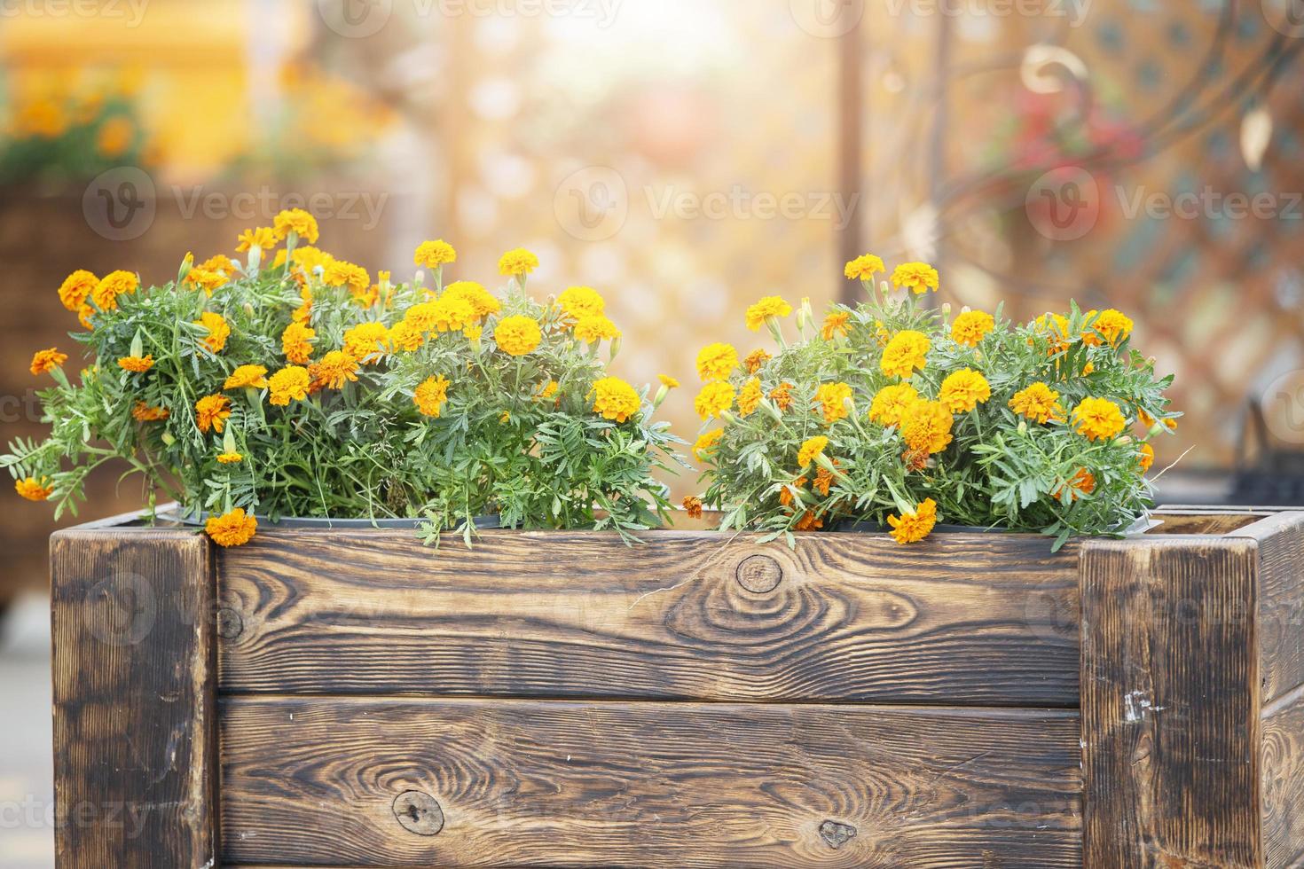 Orange Ringelblumen im hölzern Boxen. Stadt Blumen. foto