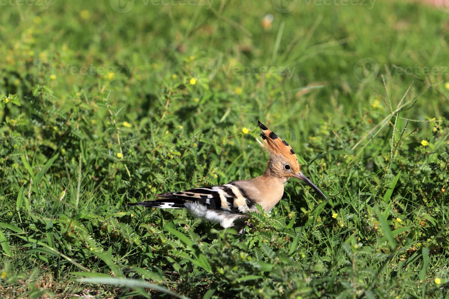 Vögel im ein Kinder- Stadt Park auf das Strand im Israel. foto