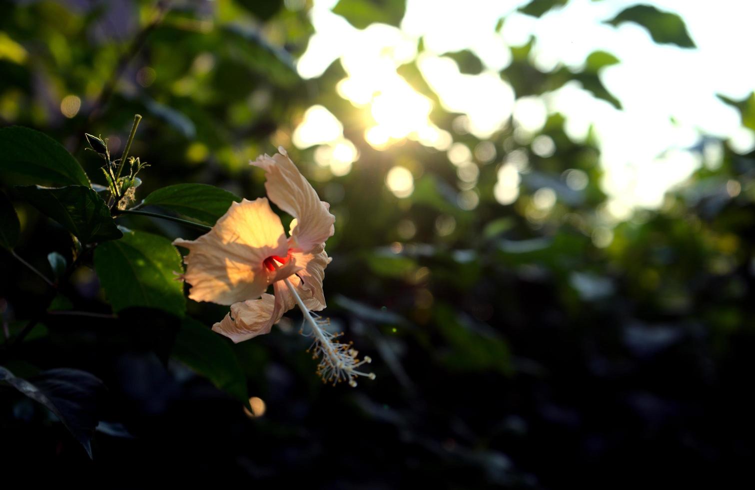 Hibiskusblüte bei Sonnenuntergang mit hellbeigen pastellgelben Blütenblättern foto