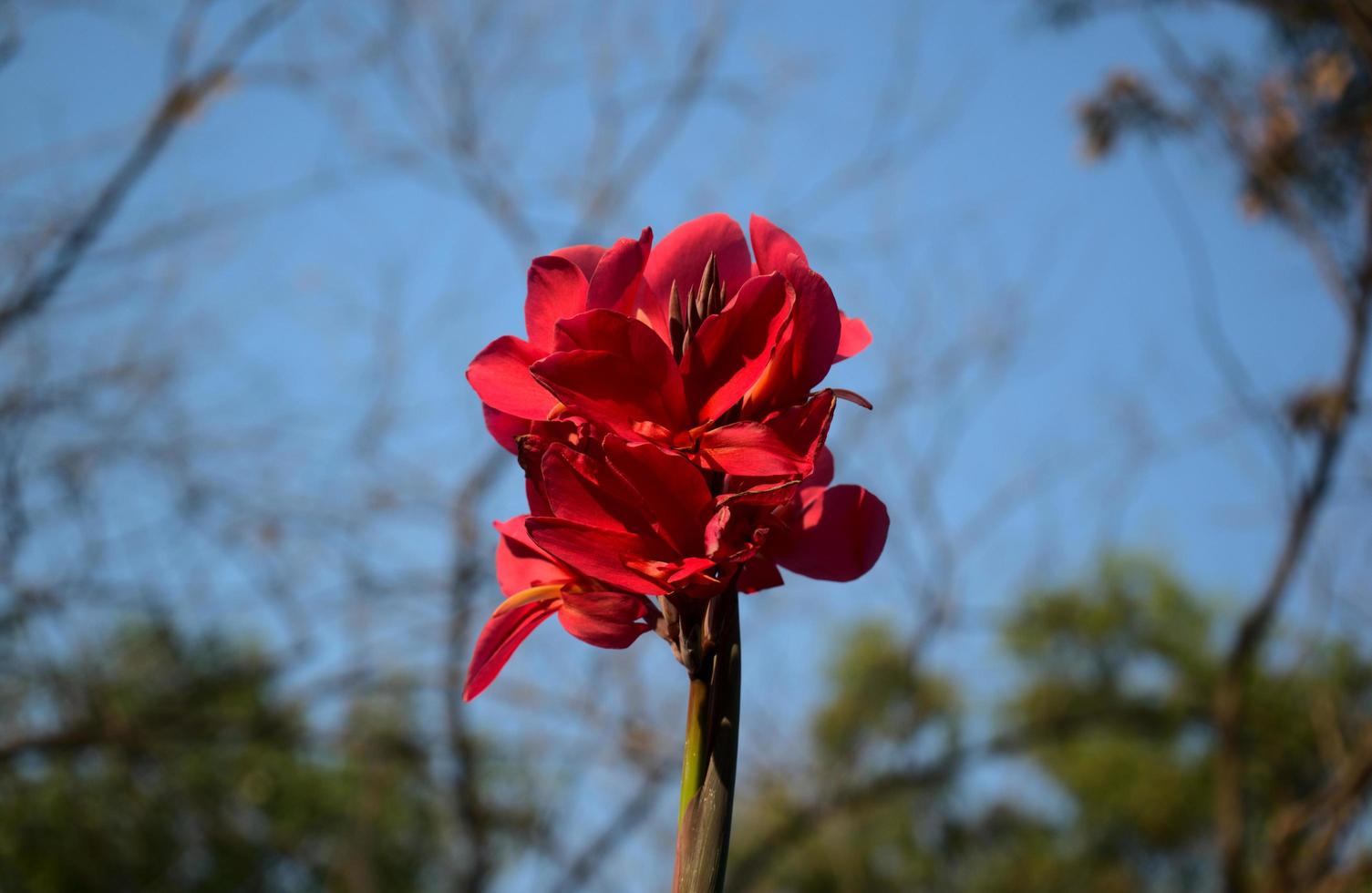 helles Licht scharlachrot rot-lila Canna Lilie mit verschwommenem Natur Bokeh Hintergrund foto