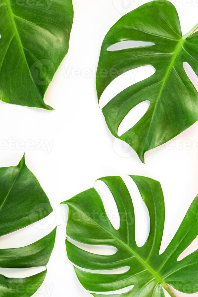 Monstera Blätter auf weißem Hintergrund foto