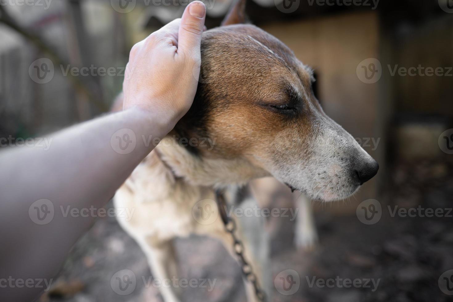 ein einsam und traurig bewachen Hund auf ein Kette in der Nähe von ein Hund Haus draußen. foto