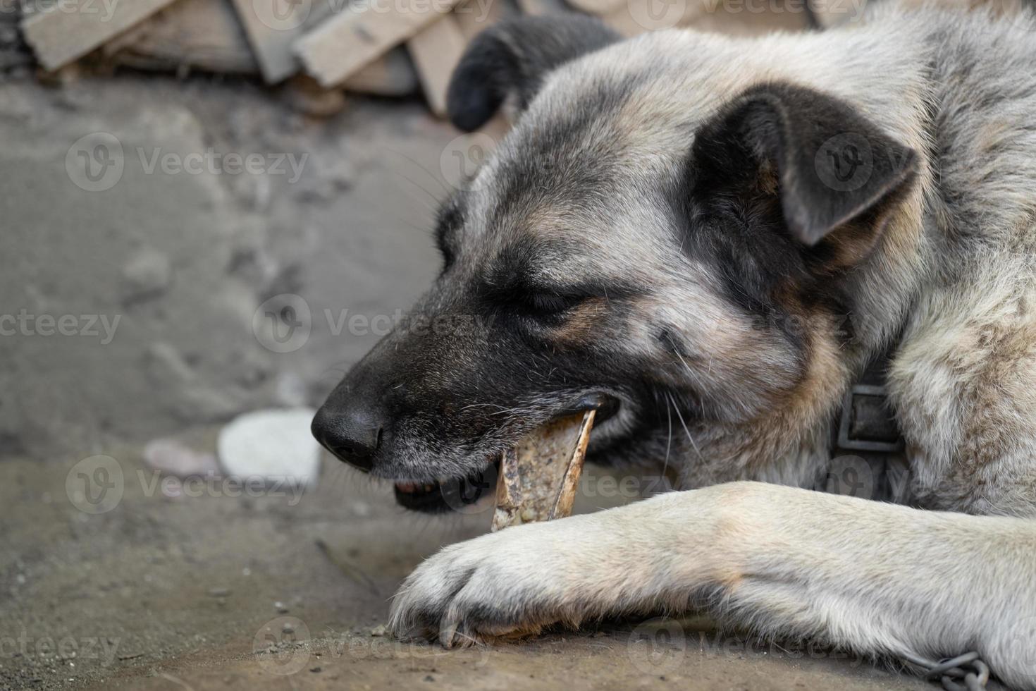 ein einsam und traurig bewachen Hund auf ein Kette in der Nähe von ein Hund Haus draußen. foto