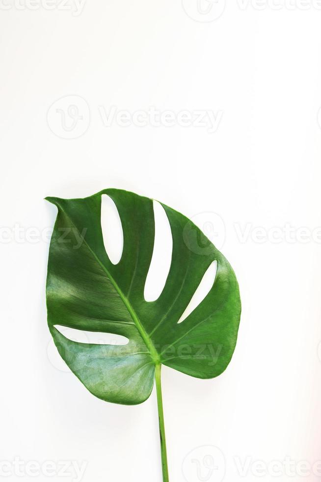 Monstera Blätter auf weißem Hintergrund foto