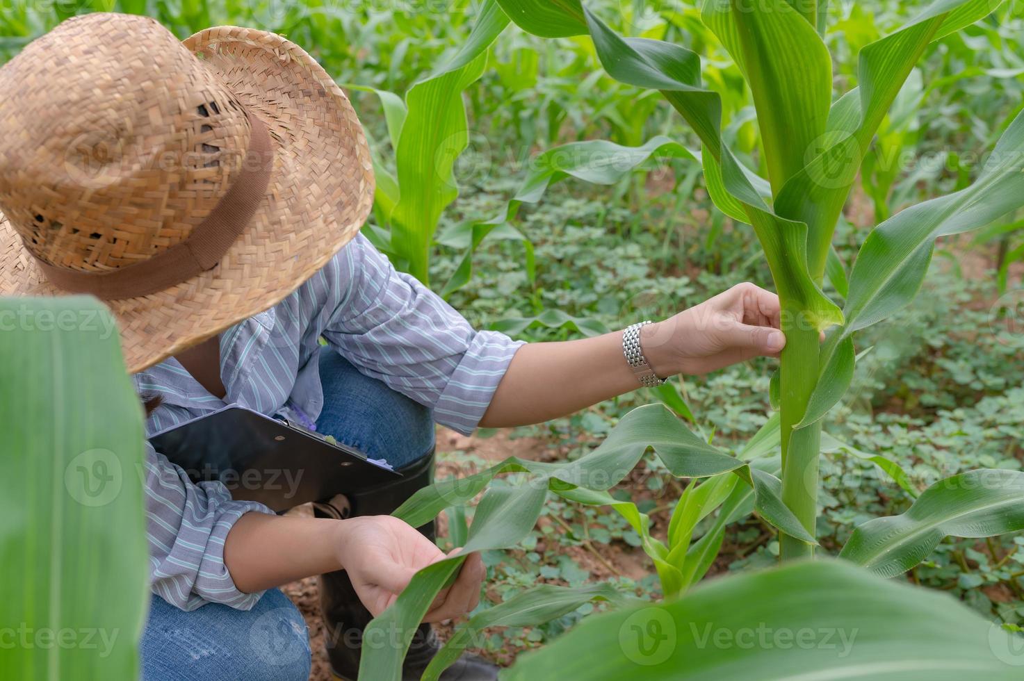 weiblich Farmer Arbeiten beim Mais Bauernhof, sammeln Daten auf das Wachstum von Mais Pflanzen foto