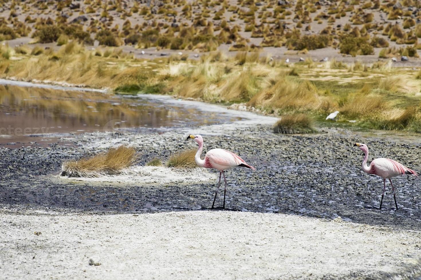 Laguna Colorado in Bolivien foto