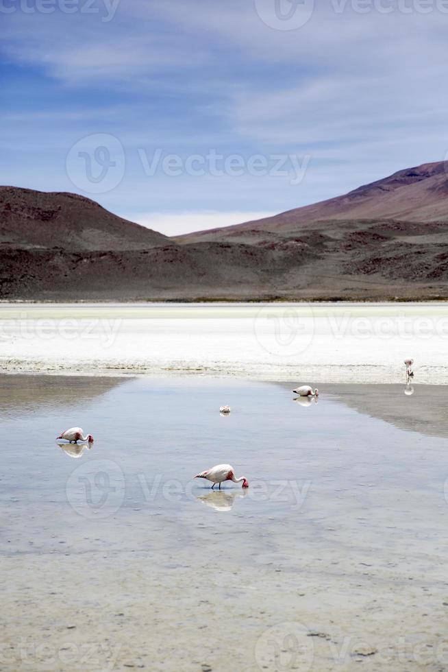 Laguna Hedionda in Bolivien foto