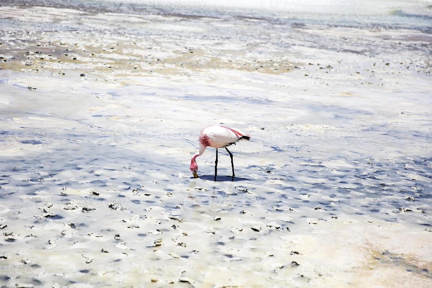 Flamingo in Laguna Hedionda in Bolivien foto