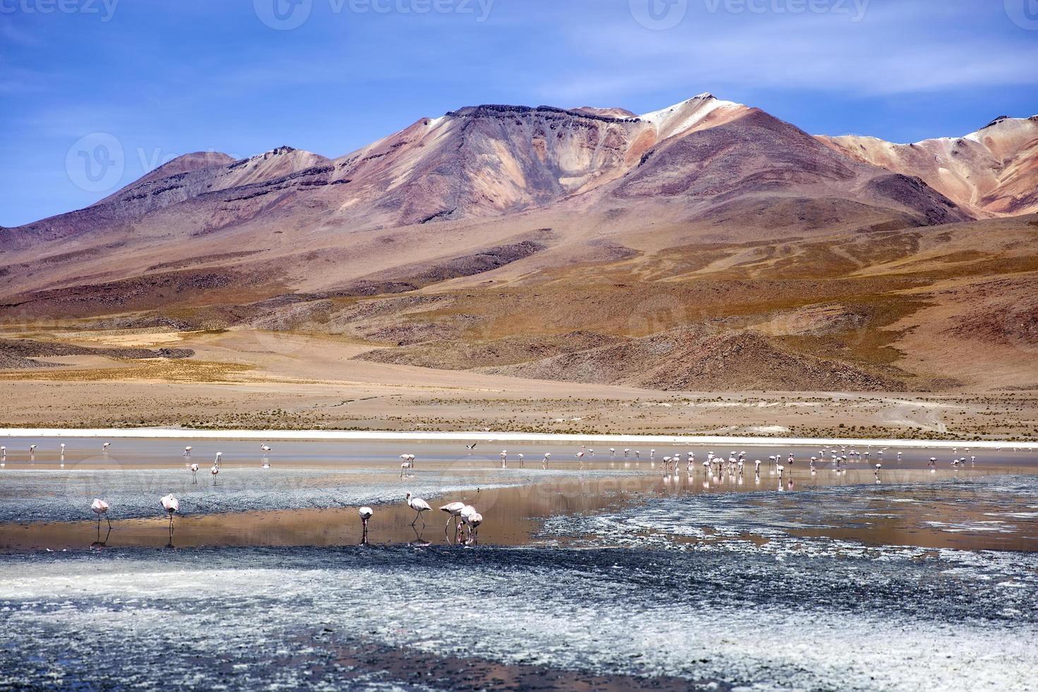 Laguna Colorado in Bolivien foto
