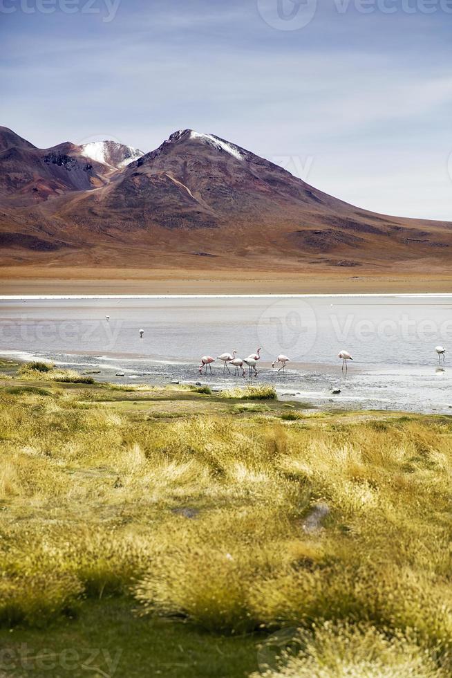 Laguna Colorado in Bolivien foto