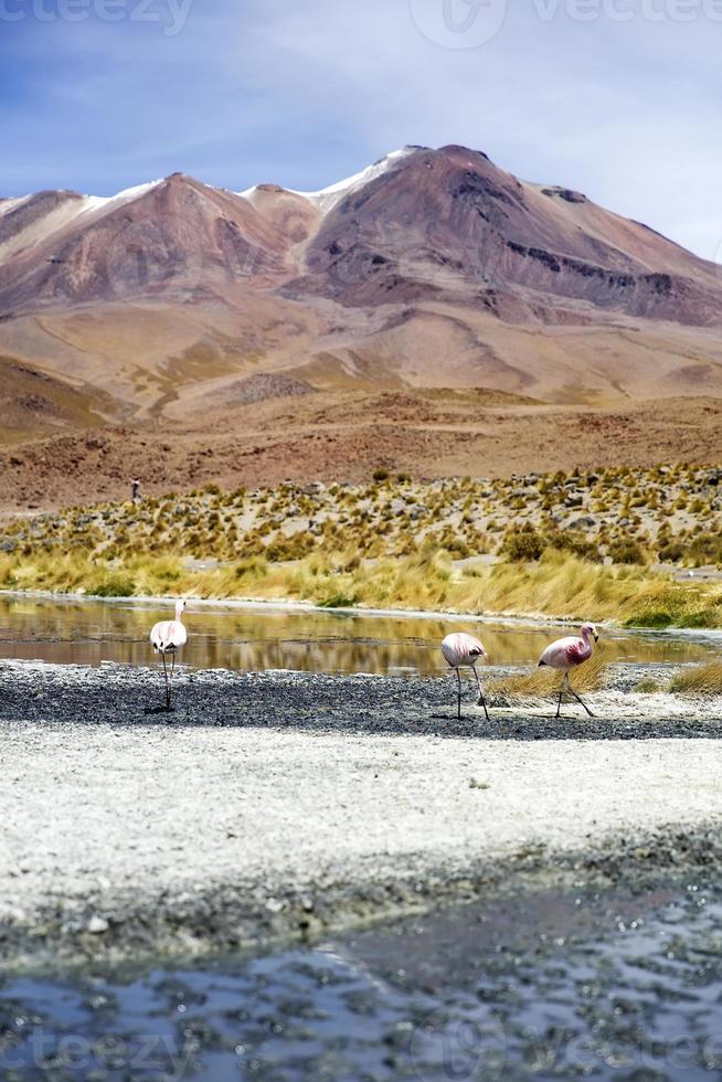 Laguna Colorado in Bolivien foto